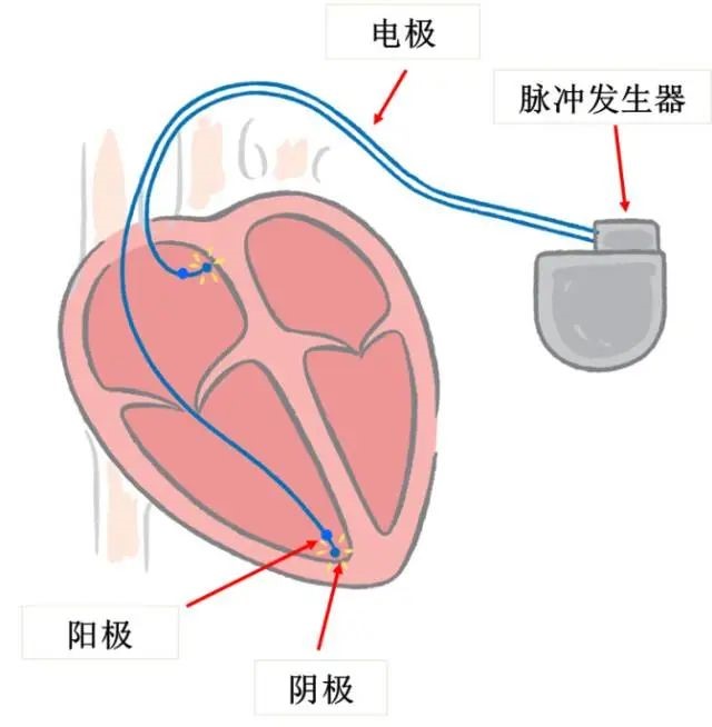 科普心脏1.jpg